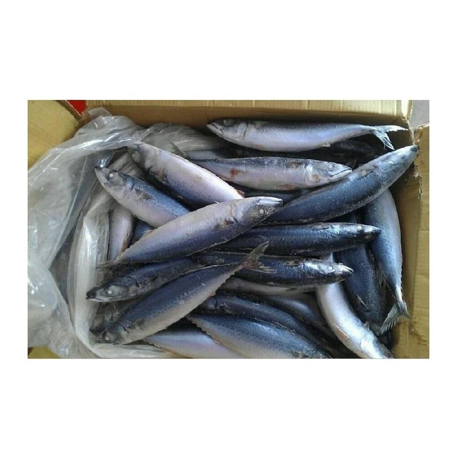 horse mackerel fish | big eye mackerel fish | Japanese horse mackerel