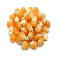 2024 Non GMO Frozen Yellow Corn Maize for Human and Animal Feed Grade Consumption Pure Natural Top Selling