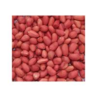 Organic Raw Dried Peanuts Premium Grade Bulk Wholesale Price