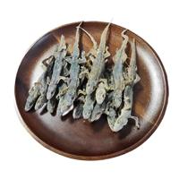 High Quality Dried Gecko Available In Stock For Sale With Fast Delivery And Affordable Price Best Option For Herbal Use