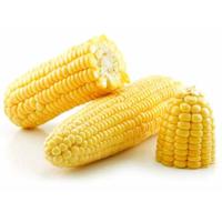 Grade-A Extra Large Yellow Kernel Sweet Corn Pesticide-Free for Canning & Processing Export Quality