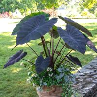 Alocasia Black Magic Natural Plant From Ecuador Premium Tropical Ornamental Plant 20cm 3yrs Shelf Life Huertos Del Ecuador