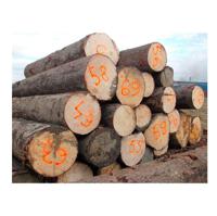 Round Spruce Logs - Fresh Cut and Debarked
