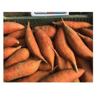 Fresh Sweet Potatoes (Purple) from Belgium