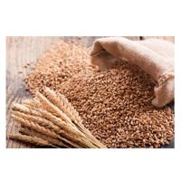 Premium Quality Hard Texture Fresh Wheat in Bulk / Best Wheat Grain Canada / Wheat Sale 2 Year Shelf Life Home Use 5% Broken