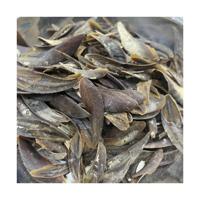 Natural Polished Eco-Friendly Seashell Operculum Bulk Wholesale Supplier Craft Jewelry Making Decorative Aquarium Shell Handmade