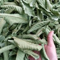 High Quality Grade 1 Whole Guava Leaves for Cooking Eating and Drinking Premium Agriculture Product
