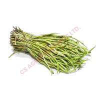 Taro Stolons Fresh Cut High Quality Rootstock Planting Agriculture Crop Farming Supply Durable Growth Suitable Gardens Green